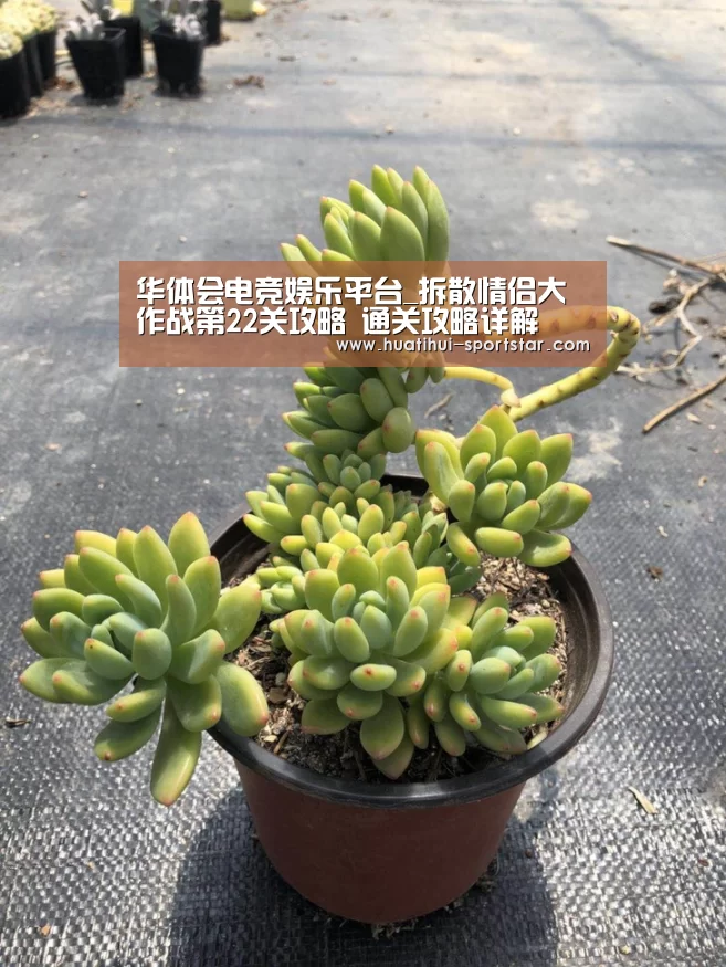 华体会电竞赛事